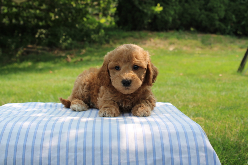 puppy, for, sale, Mini Goldendoodle F1B, Matthew B. Stoltzfus, dog, breeder, Gap, PA, dog-breeder, puppy-for-sale, forsale, nearby, find, puppyfind, locator, puppylocator, aca